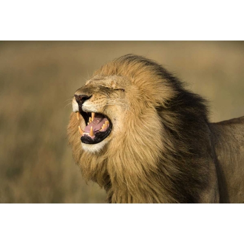 Kenya, Masai Mara Game Reserve Male lion roaring